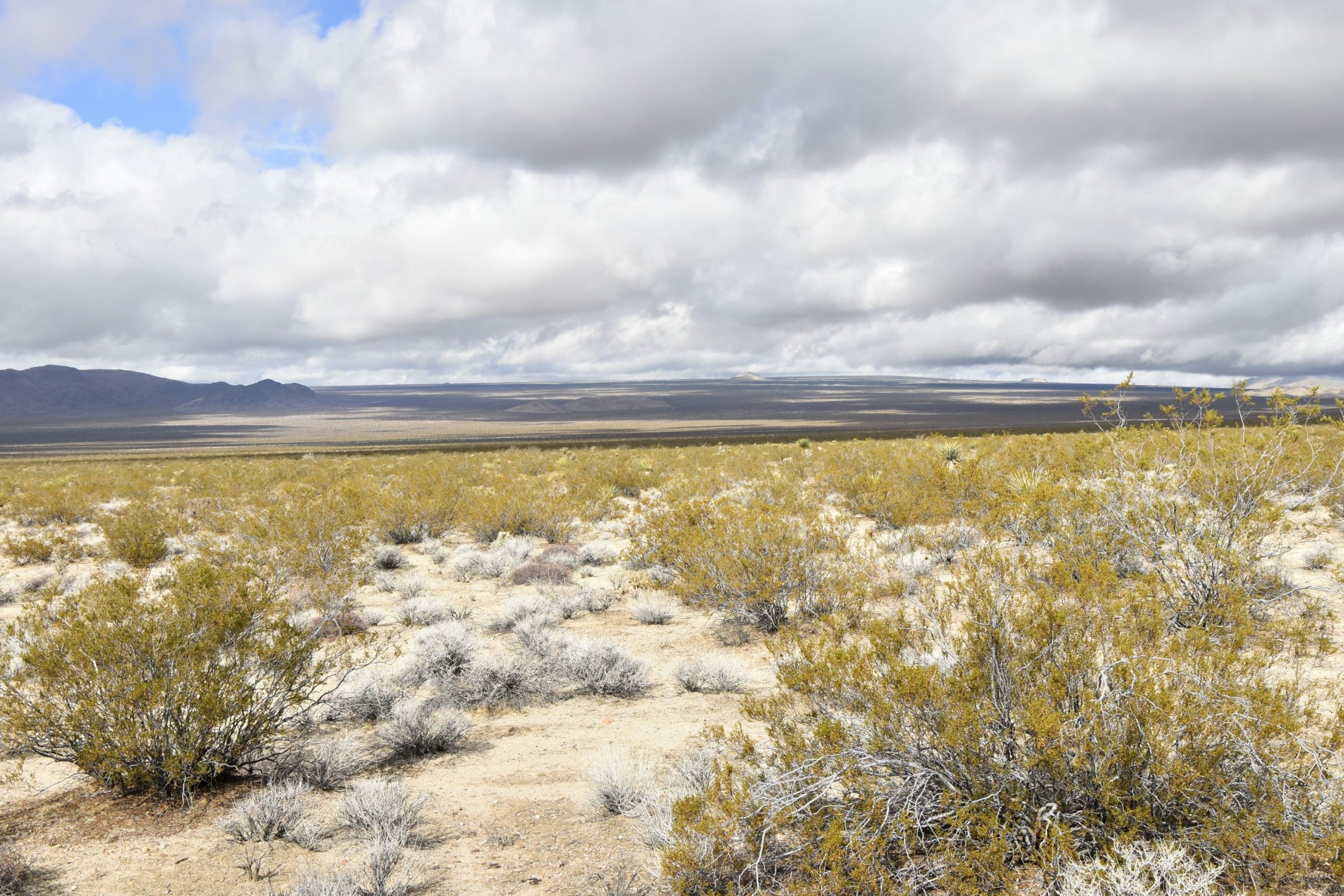 Mojave Preserve 9