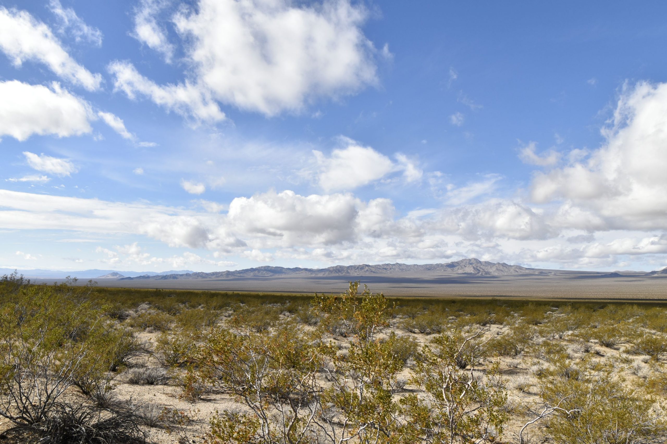 Mojave Preserve 8