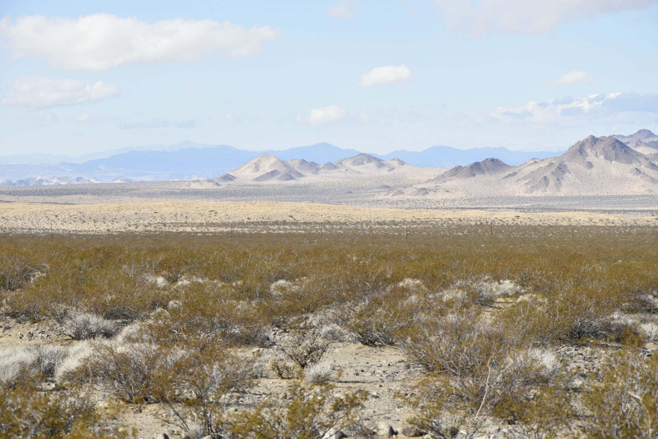 Mojave Preserve 6