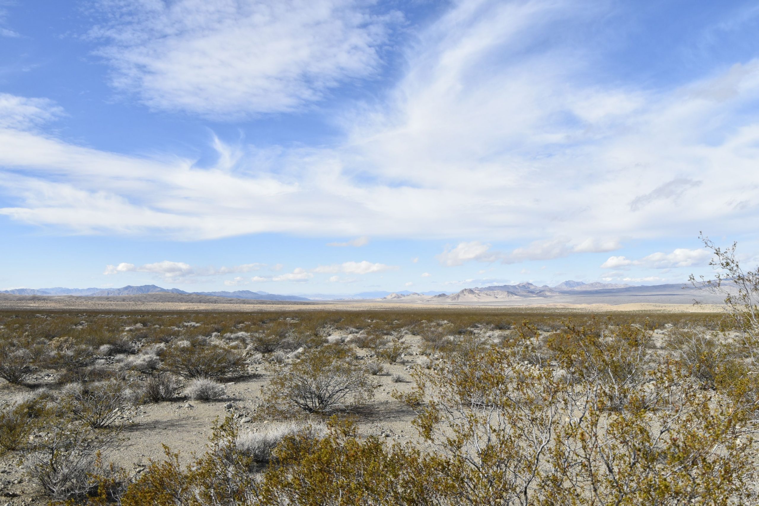 Mojave Preserve 5