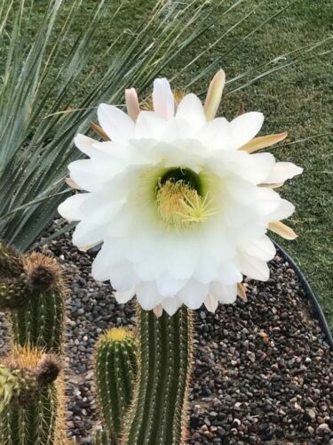 White flower of Desert